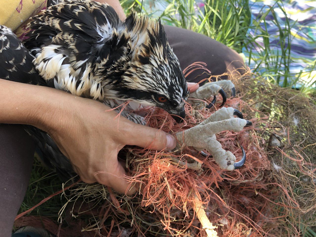 Canaries in the copper mine: Upper Clark Fork osprey decline leaves biologists wary 6 Ford osprey chick tangled in baling twine